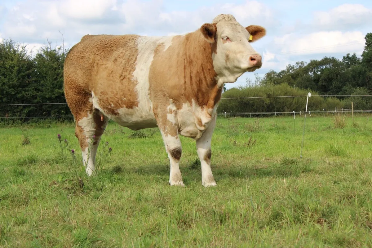 Pedigree Simmental In Calf Heifer - Image 4