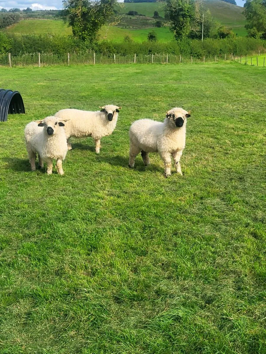 3 Hoggets for Sale - Image 2