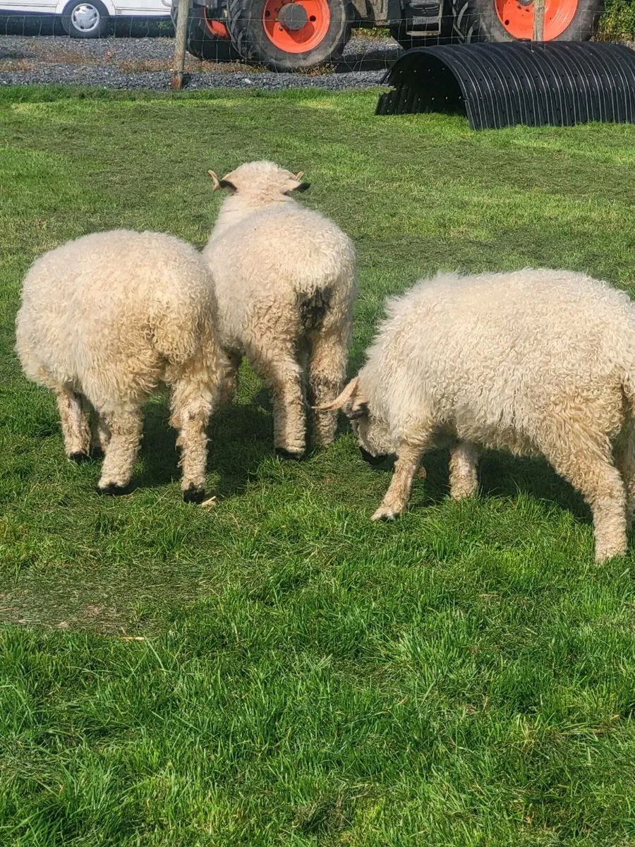 3 Hoggets for Sale - Image 3