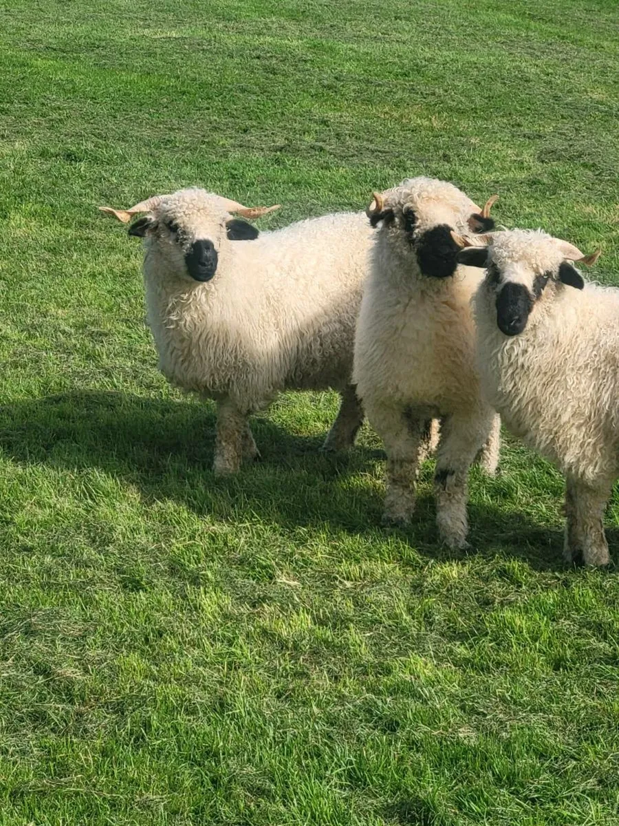 3 Hoggets for Sale - Image 1