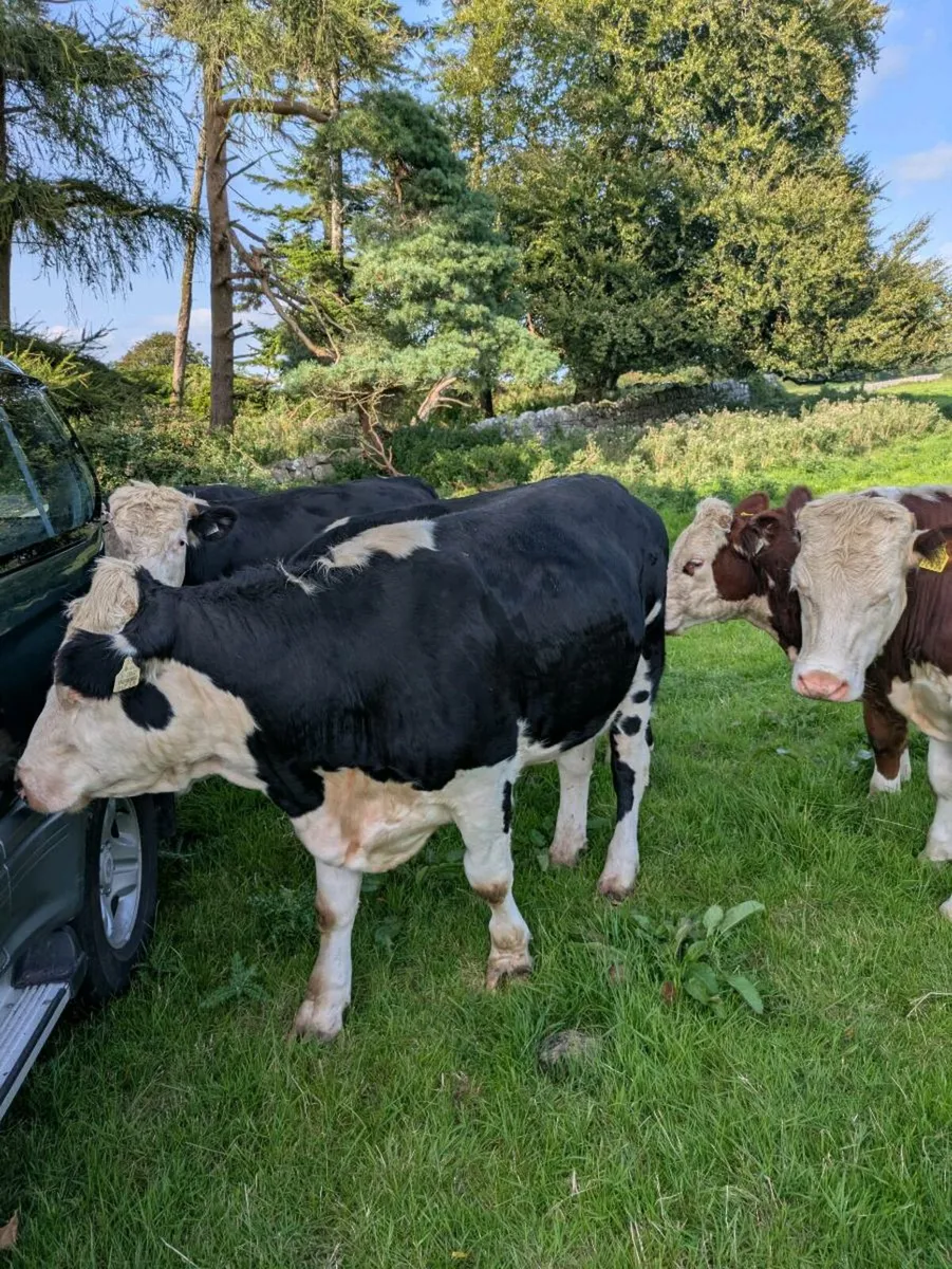 Hereford X Bullocks - Image 3