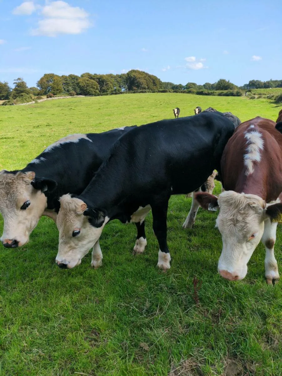 Hereford X Bullocks - Image 1