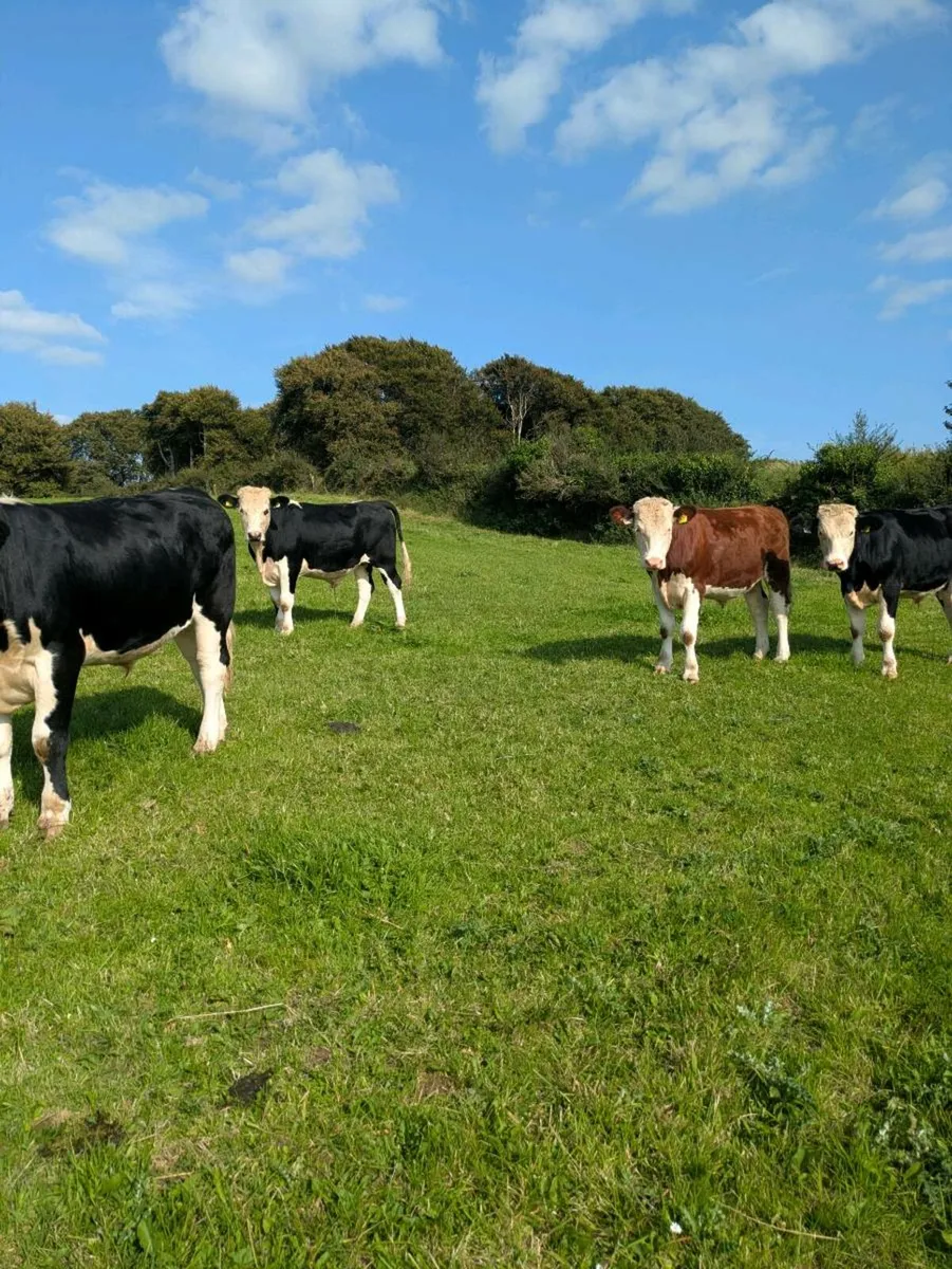 Hereford X Bullocks - Image 2