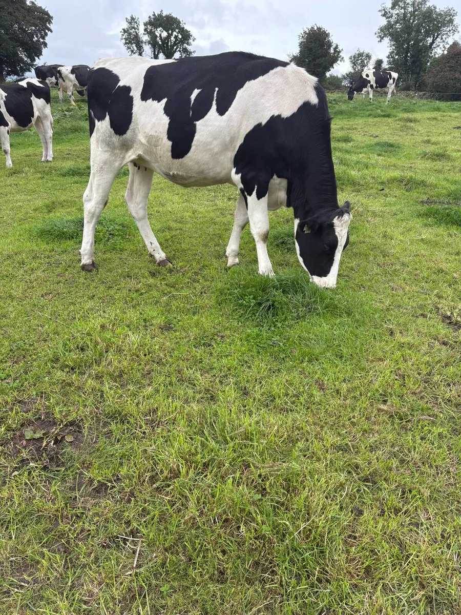 Livestock - Image 1