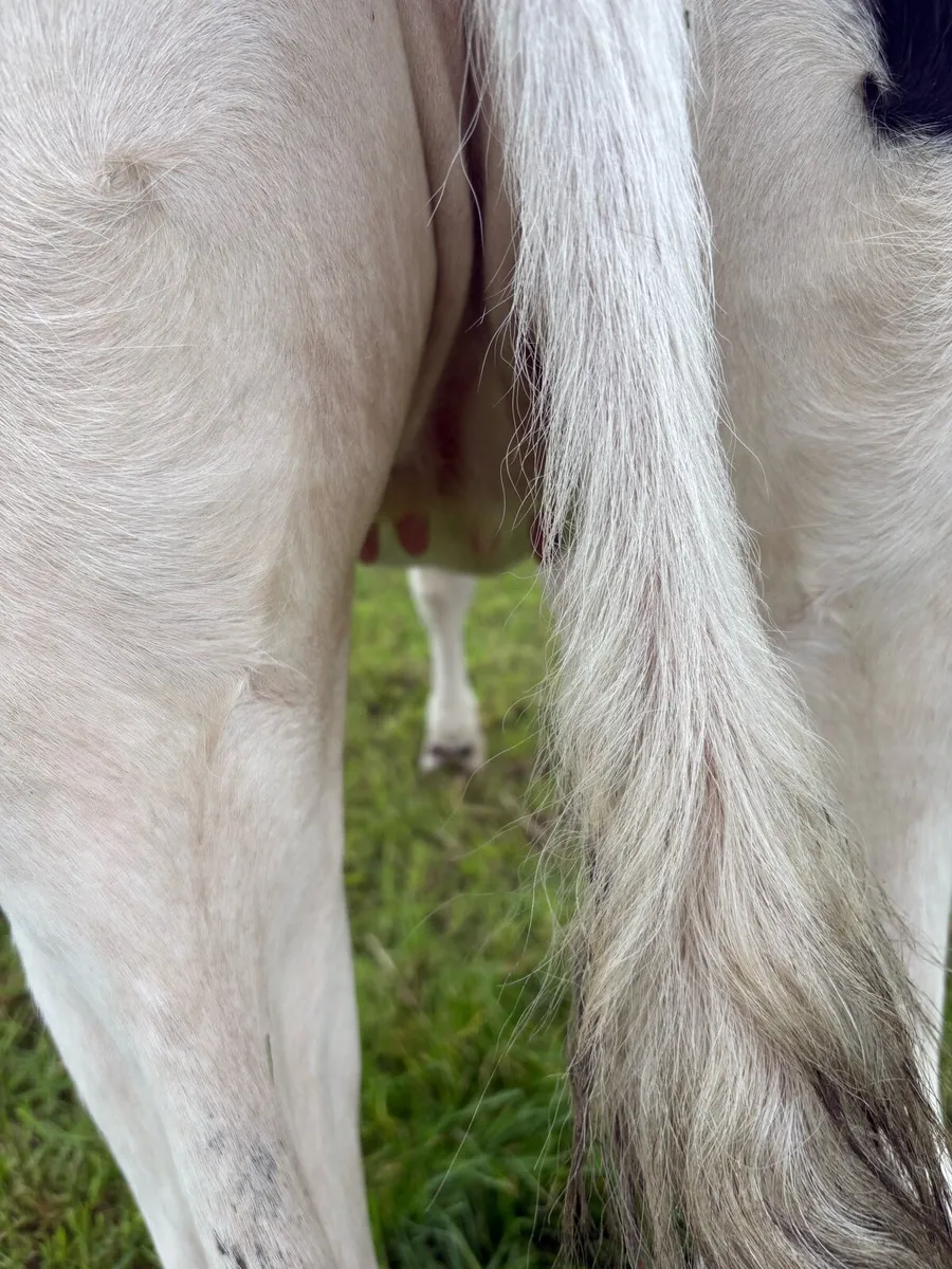 Livestock - Image 2