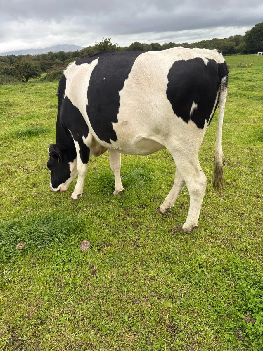 Livestock - Image 3