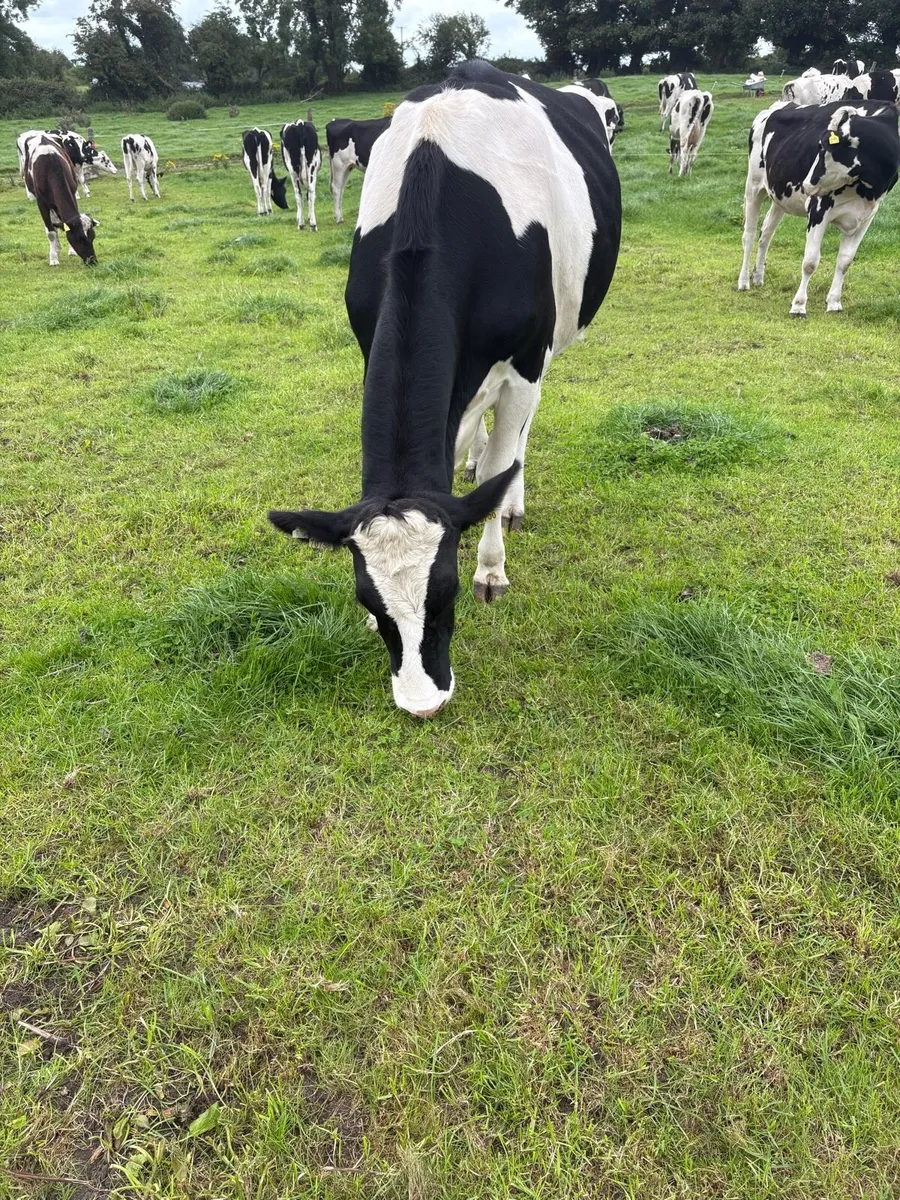 Livestock - Image 4