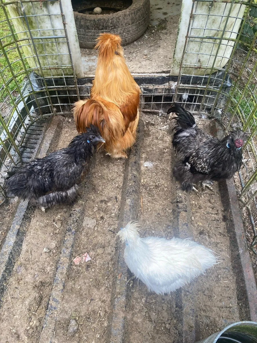 Silkies - Image 1