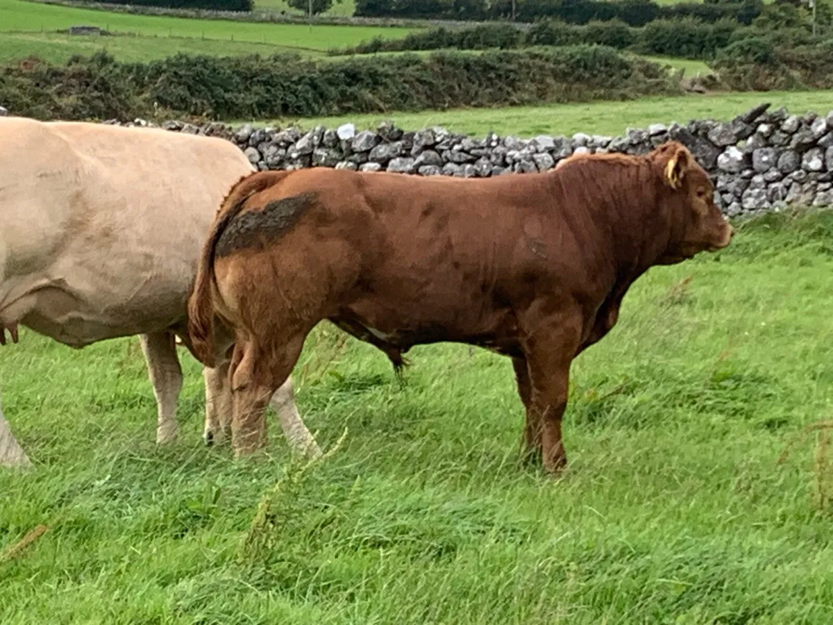 Bull Weanlings - Image 1