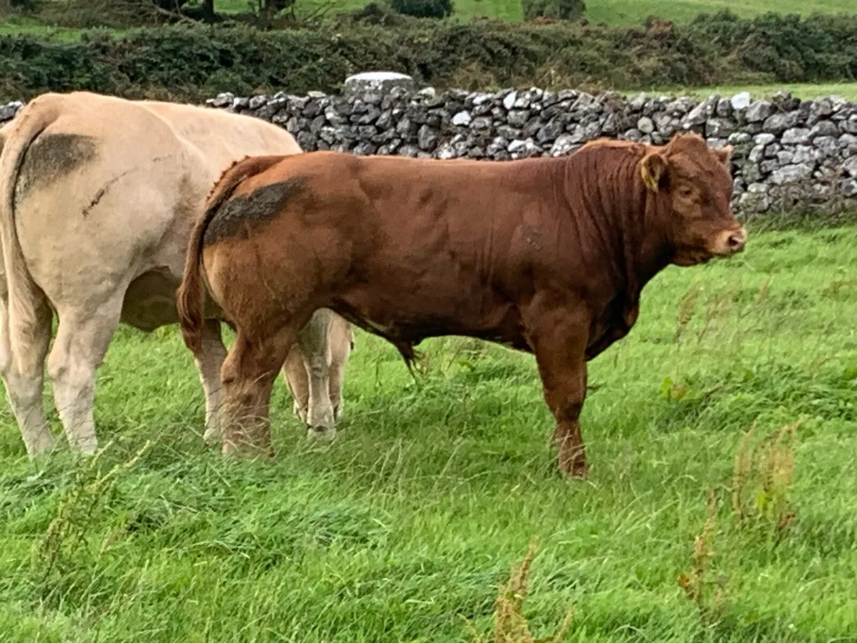Bull Weanlings - Image 2