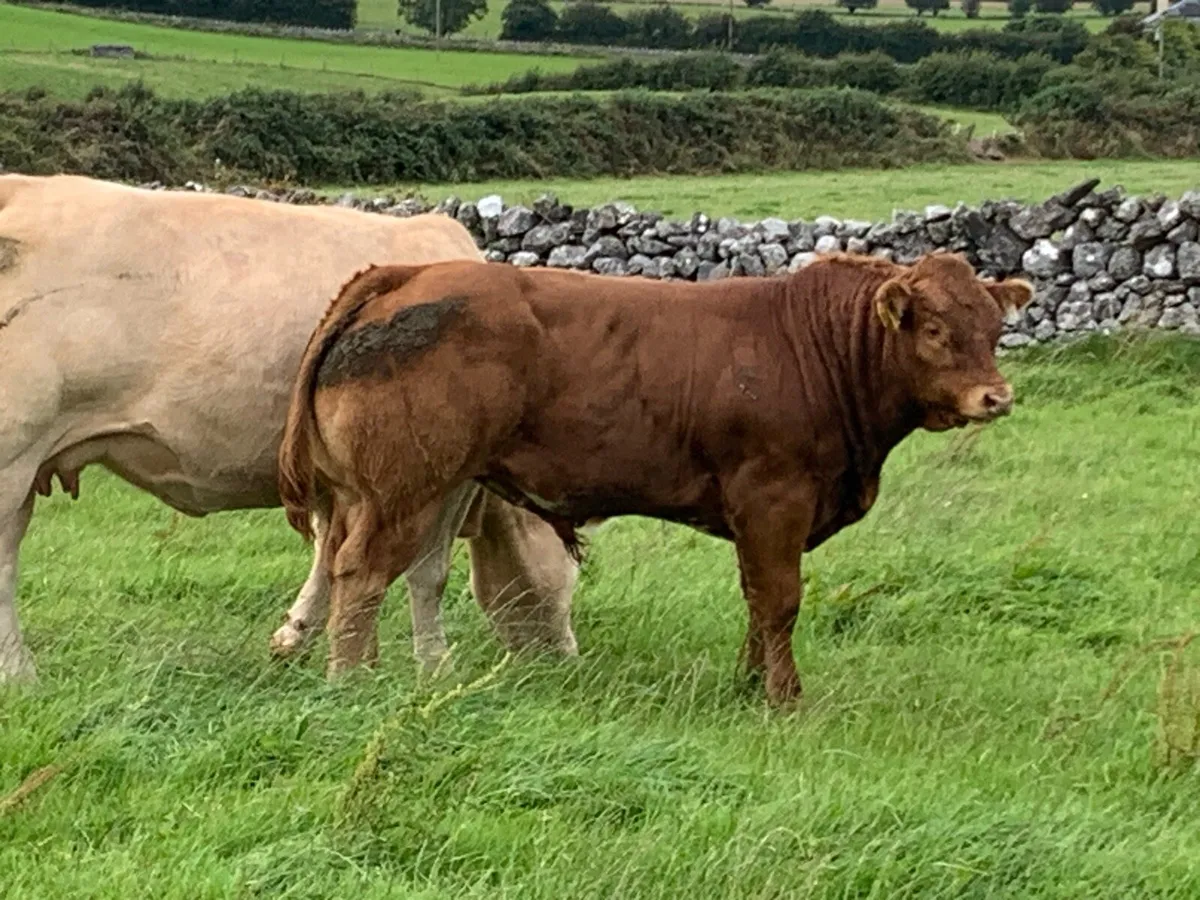 Bull Weanlings - Image 3