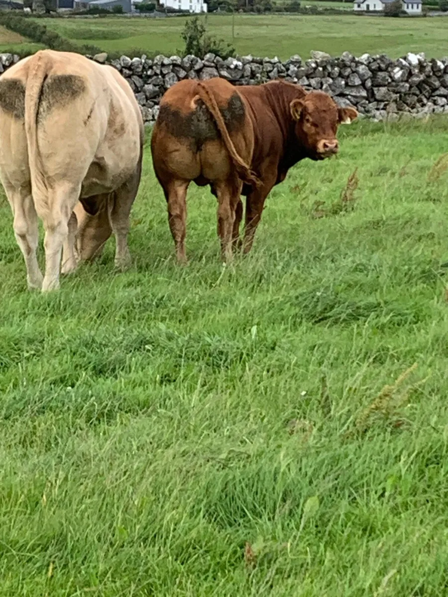 Bull Weanlings - Image 4