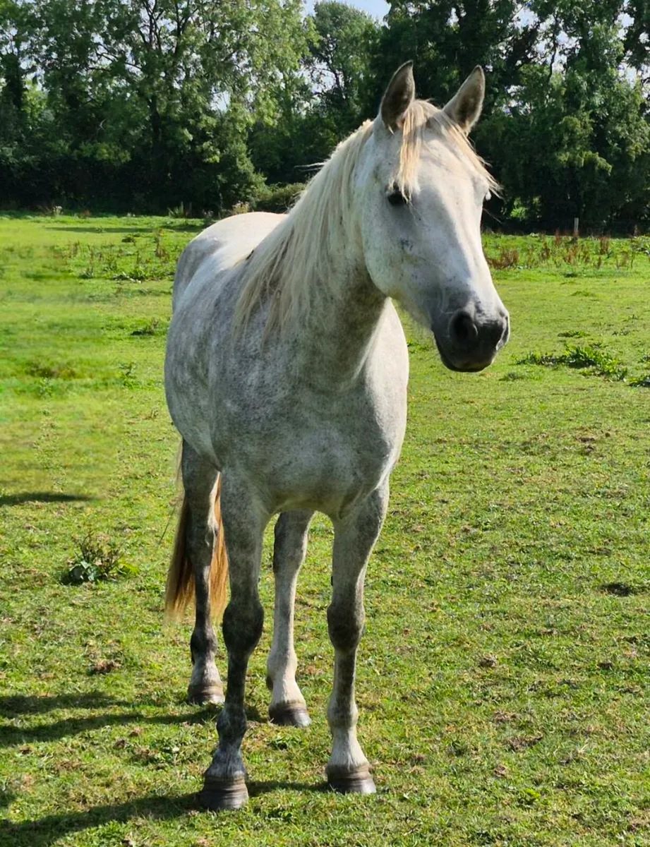 Class 1 5yo Connemara Broodmare in foal - Image 1