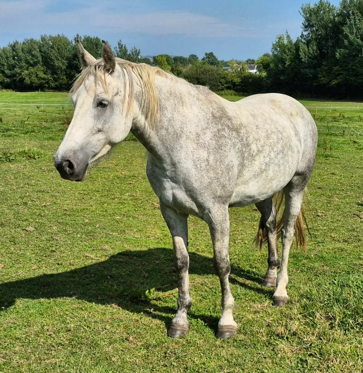 Class 1 5yo Connemara Broodmare in foal - Image 2