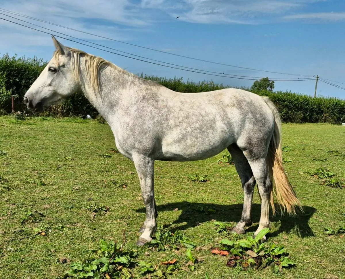 Class 1 5yo Connemara Broodmare in foal - Image 3