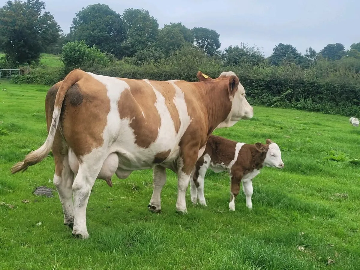 PEDIGREE POLLED SIMMENTAL BULLS AND COW/H CALF - Image 1