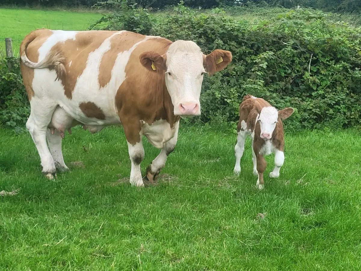 PEDIGREE POLLED SIMMENTAL BULLS AND COW/H CALF - Image 3