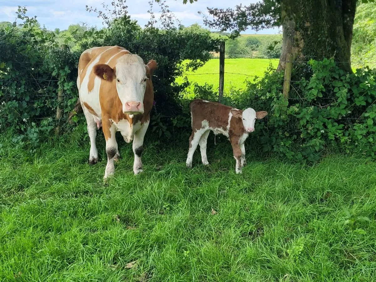 PEDIGREE POLLED SIMMENTAL BULLS AND COW/H CALF - Image 4
