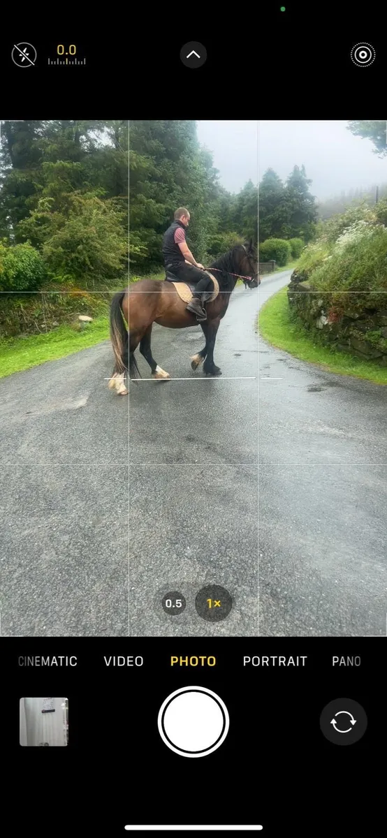 Horse