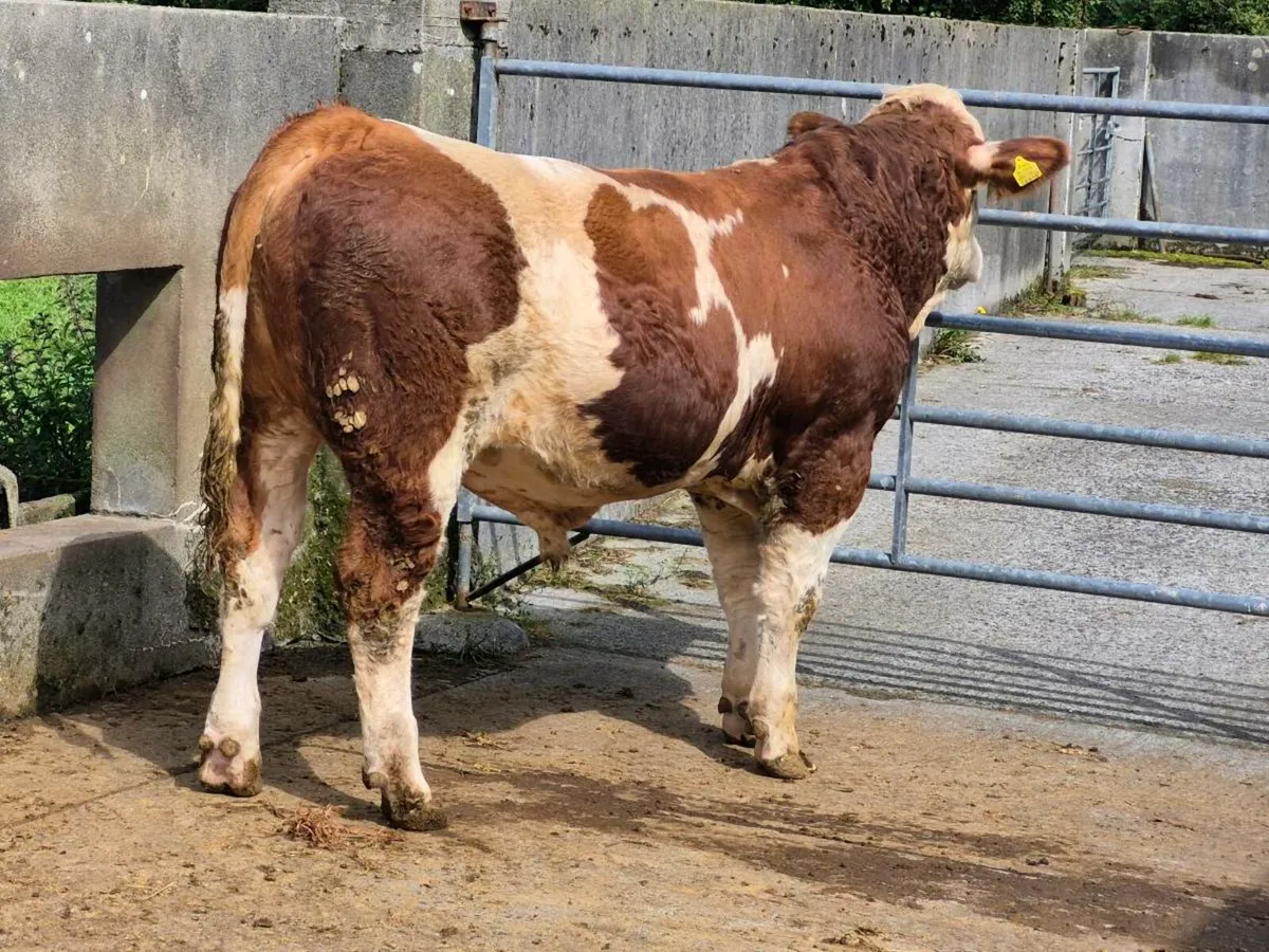 PEDIGREE POLLED SIMMENTAL BULLS - Image 3