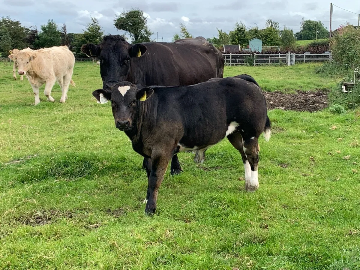 Cow with BB bull at foot - Image 2