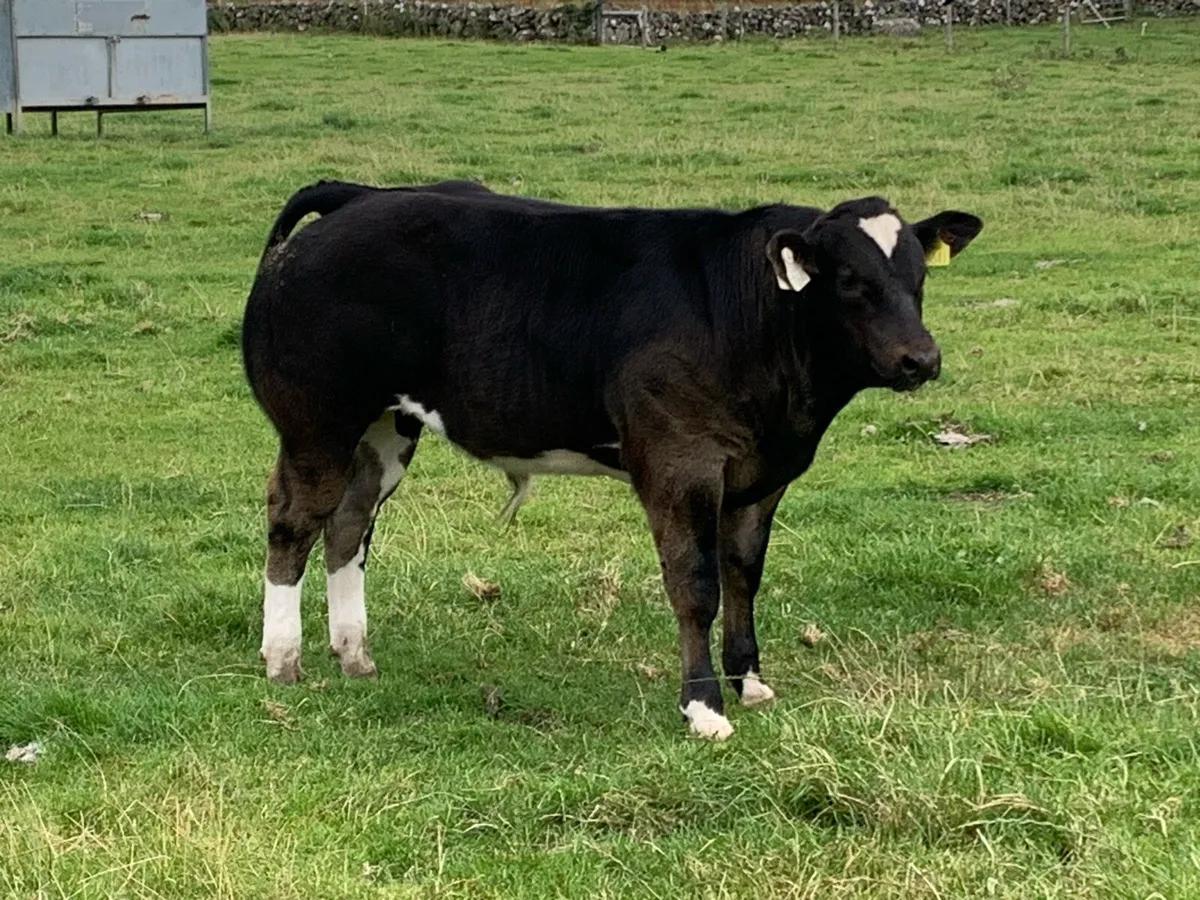 Cow with BB bull at foot - Image 1