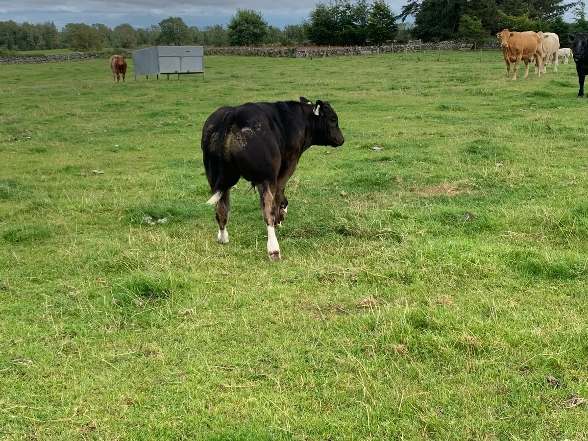 Cow with BB bull at foot - Image 4