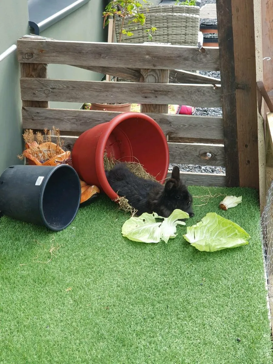 Rabbits and hutches - Image 1