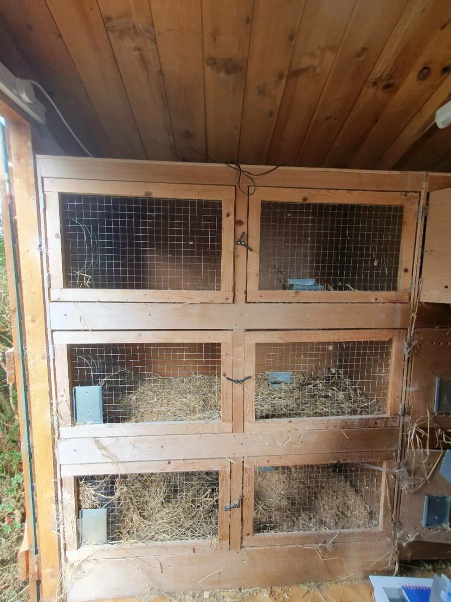 Rabbits and hutches - Image 2