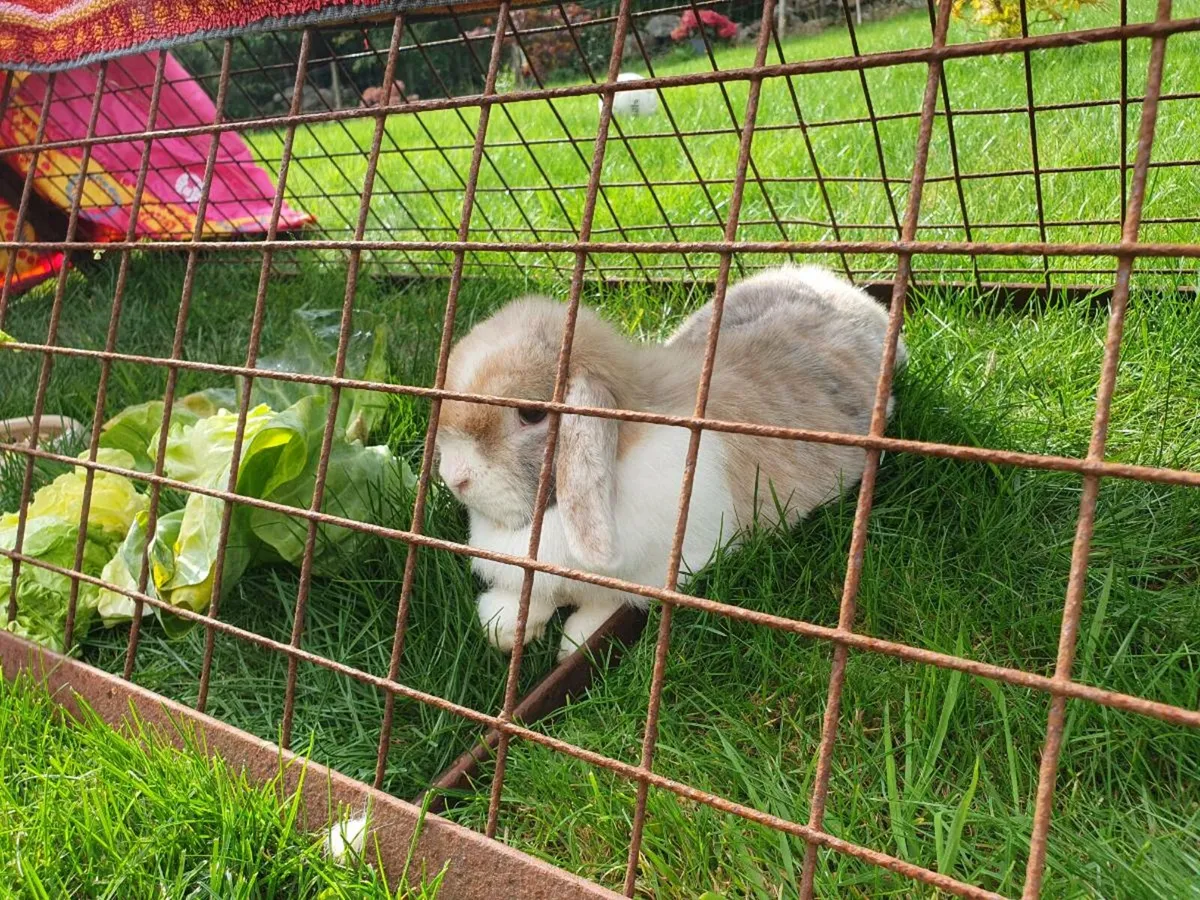 Rabbits and hutches - Image 3
