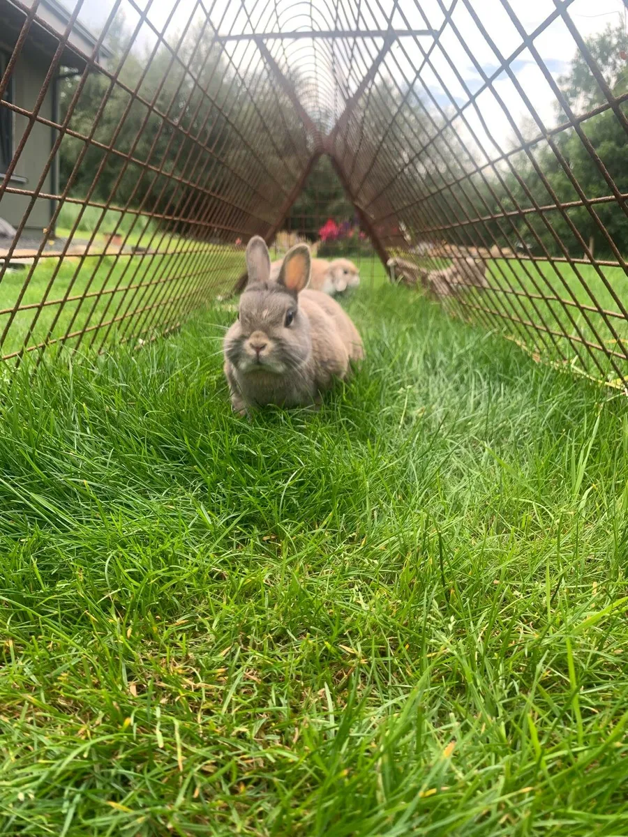 Rabbits and hutches - Image 4