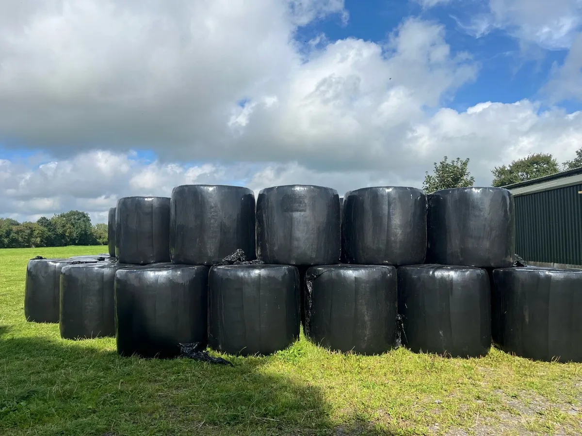 Good quality bales of silage for sale - Image 1