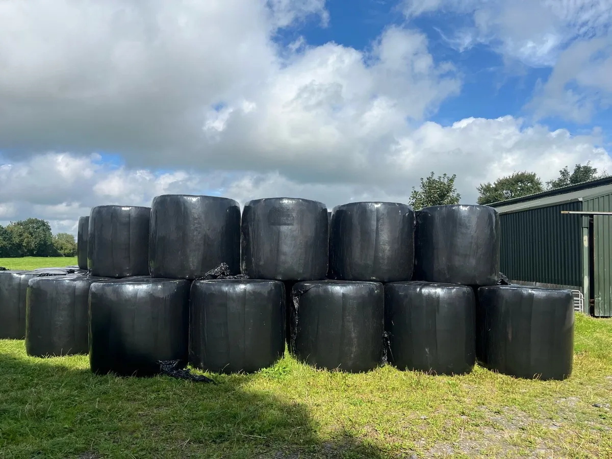 Good quality bales of silage for sale - Image 2