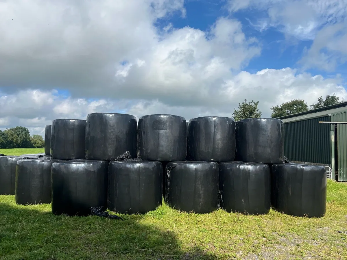 Good quality bales of silage for sale - Image 3
