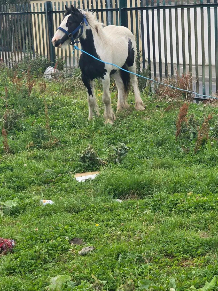 Pony - Image 1