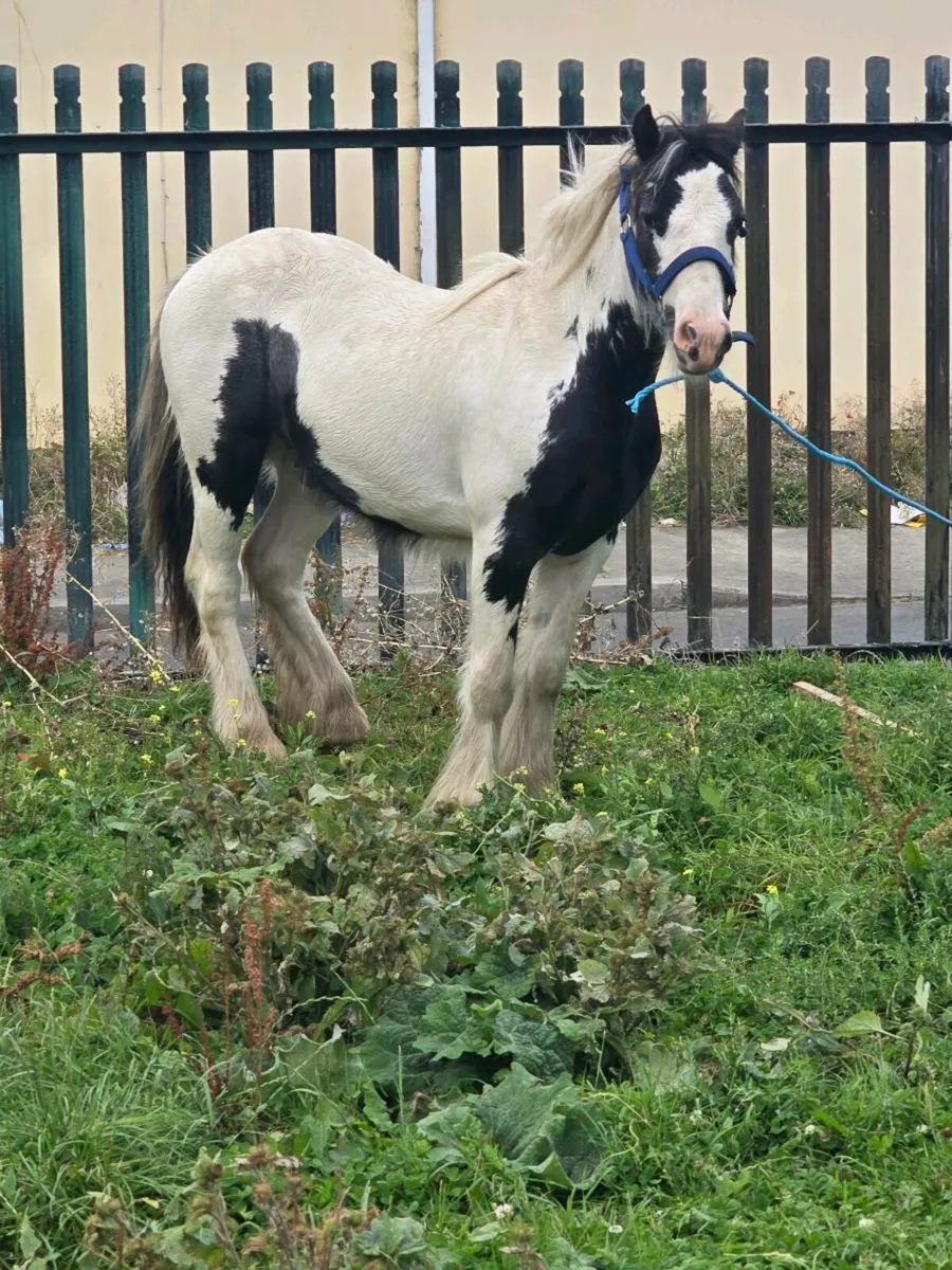 Pony - Image 2