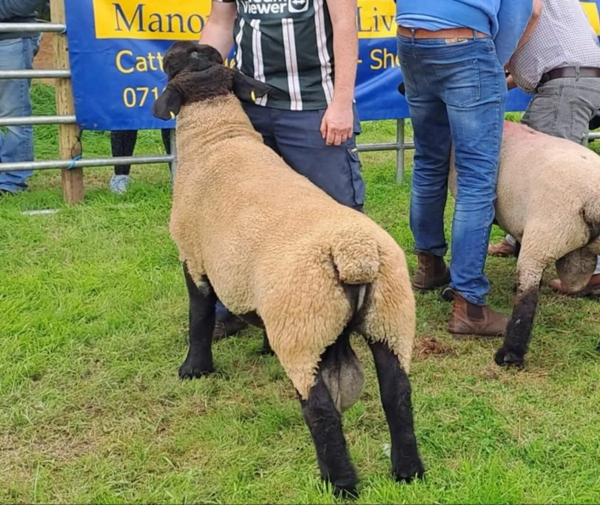 Purebred Suffolk hogget ram and ram lamb - Image 1
