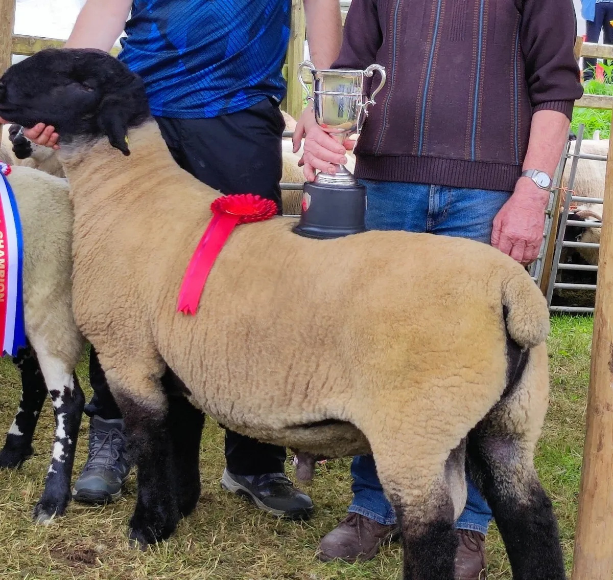 Purebred Suffolk hogget ram and ram lamb - Image 3
