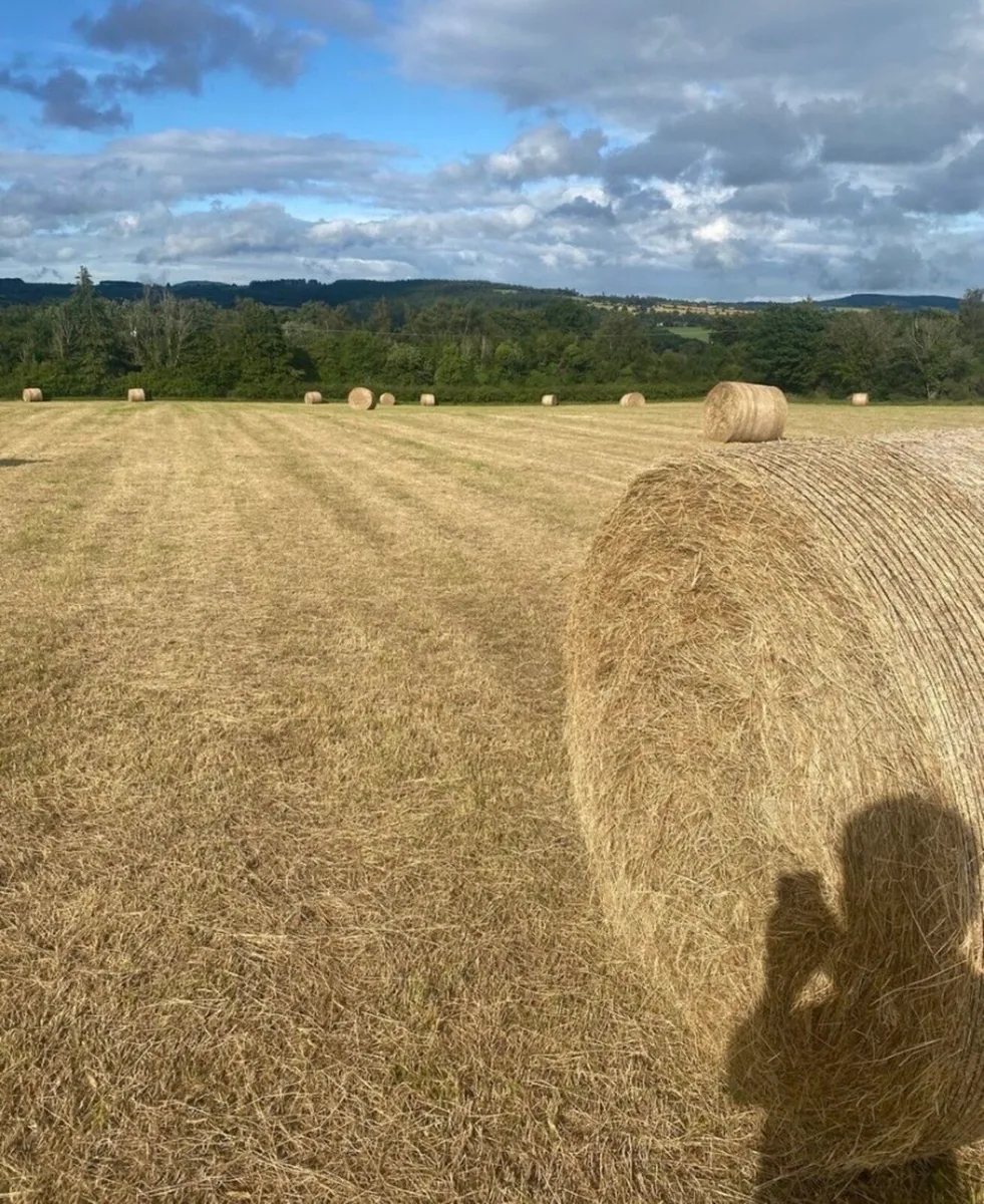 Round bales of hay