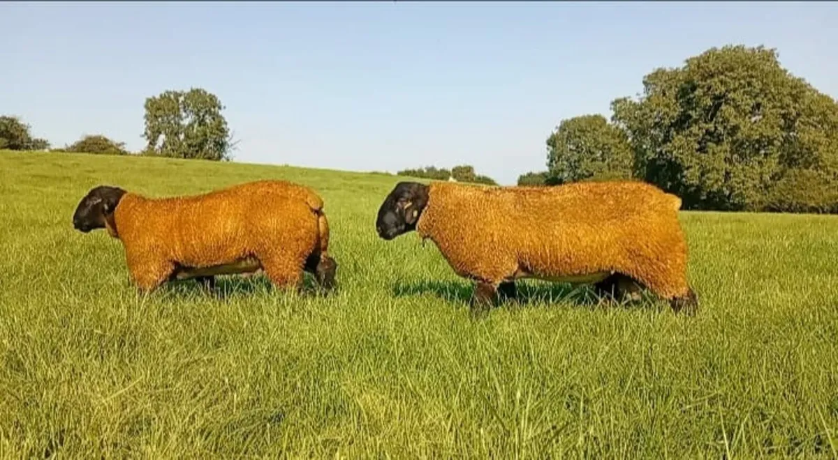PBR SIS Suffolk Ram lambs for Macroom mart 14th - Image 1