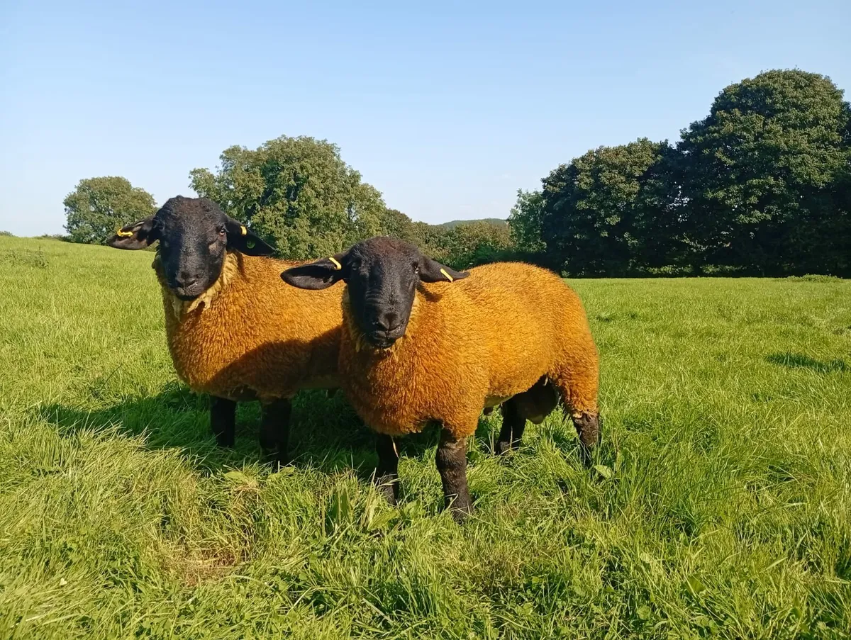 PBR SIS Suffolk Ram lambs for Macroom mart 14th - Image 2