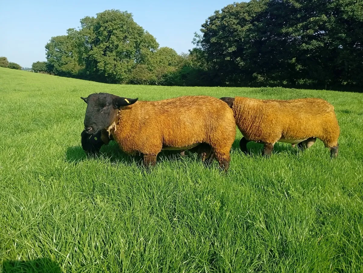 PBR SIS Suffolk Ram lambs for Macroom mart 14th - Image 3