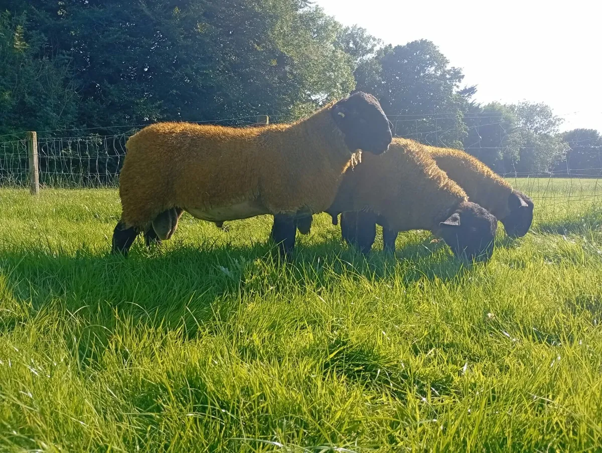 PBR SIS Suffolk Ram lambs for Macroom mart 14th - Image 4