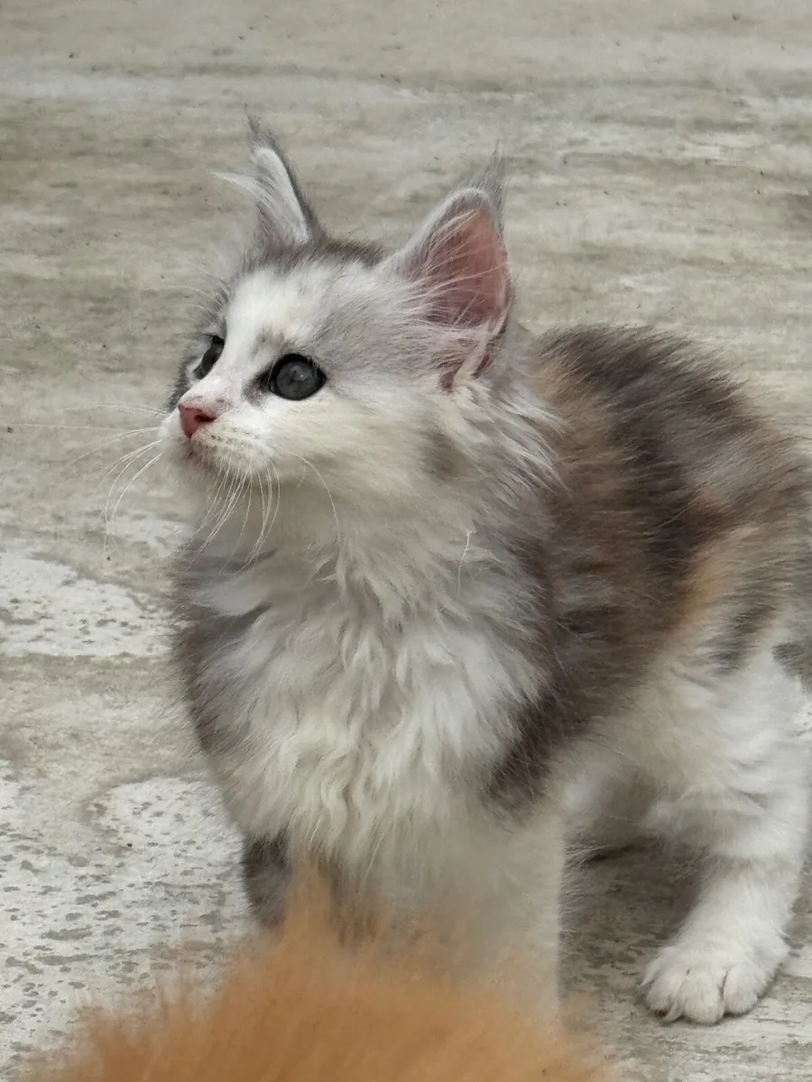 Maine coon kittens - Image 2