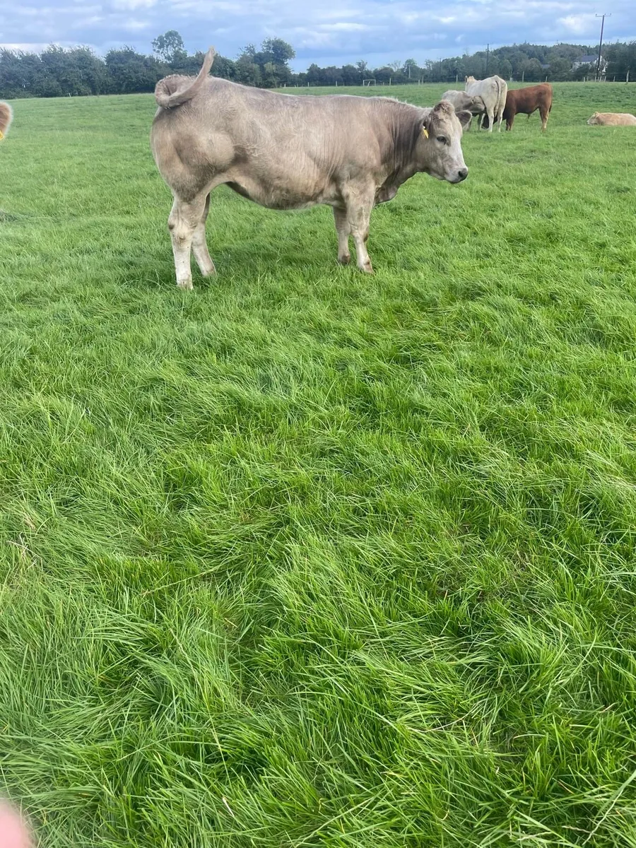 Belgian blue cross heifer - Image 1