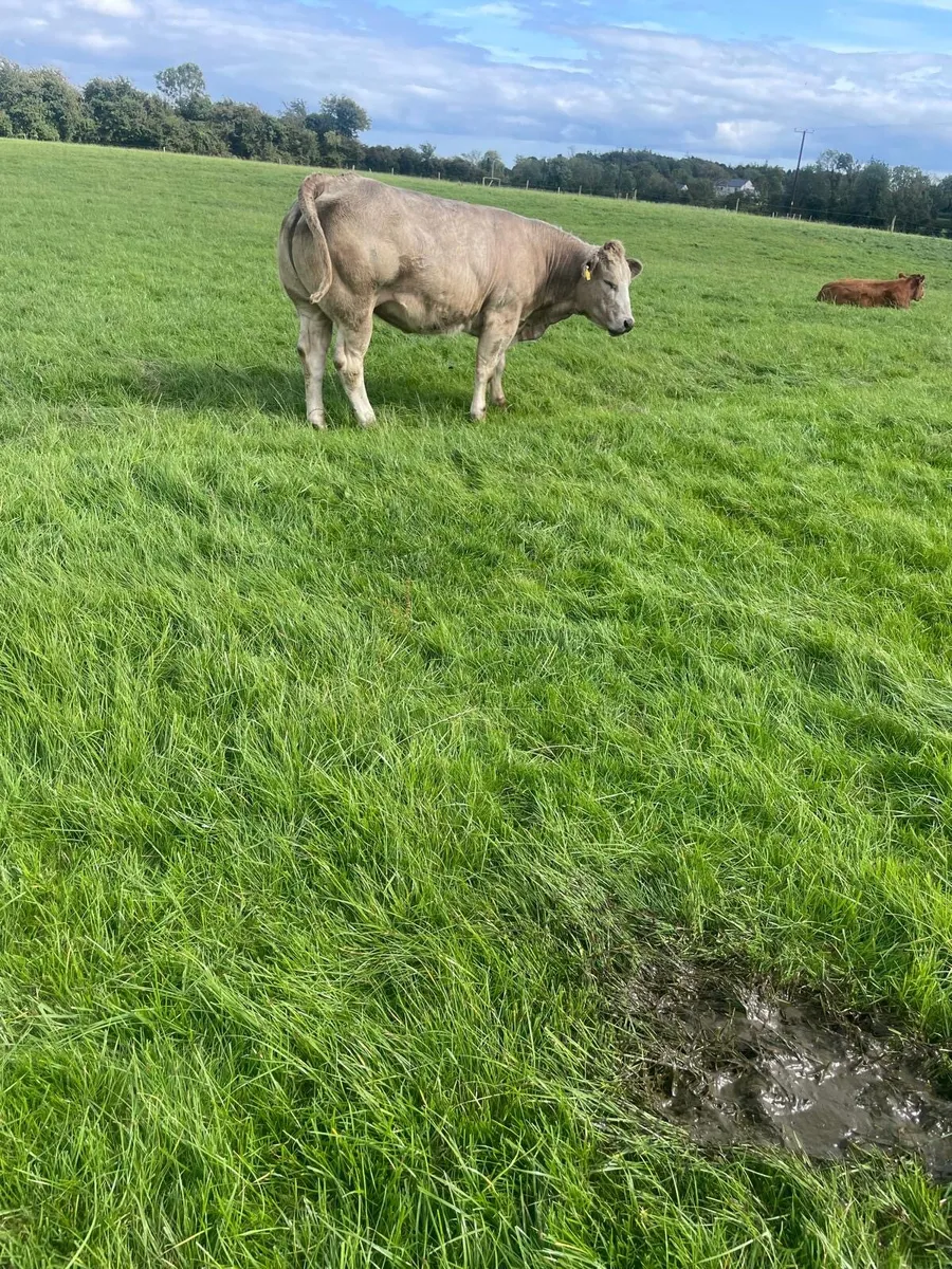 Belgian blue cross heifer - Image 2