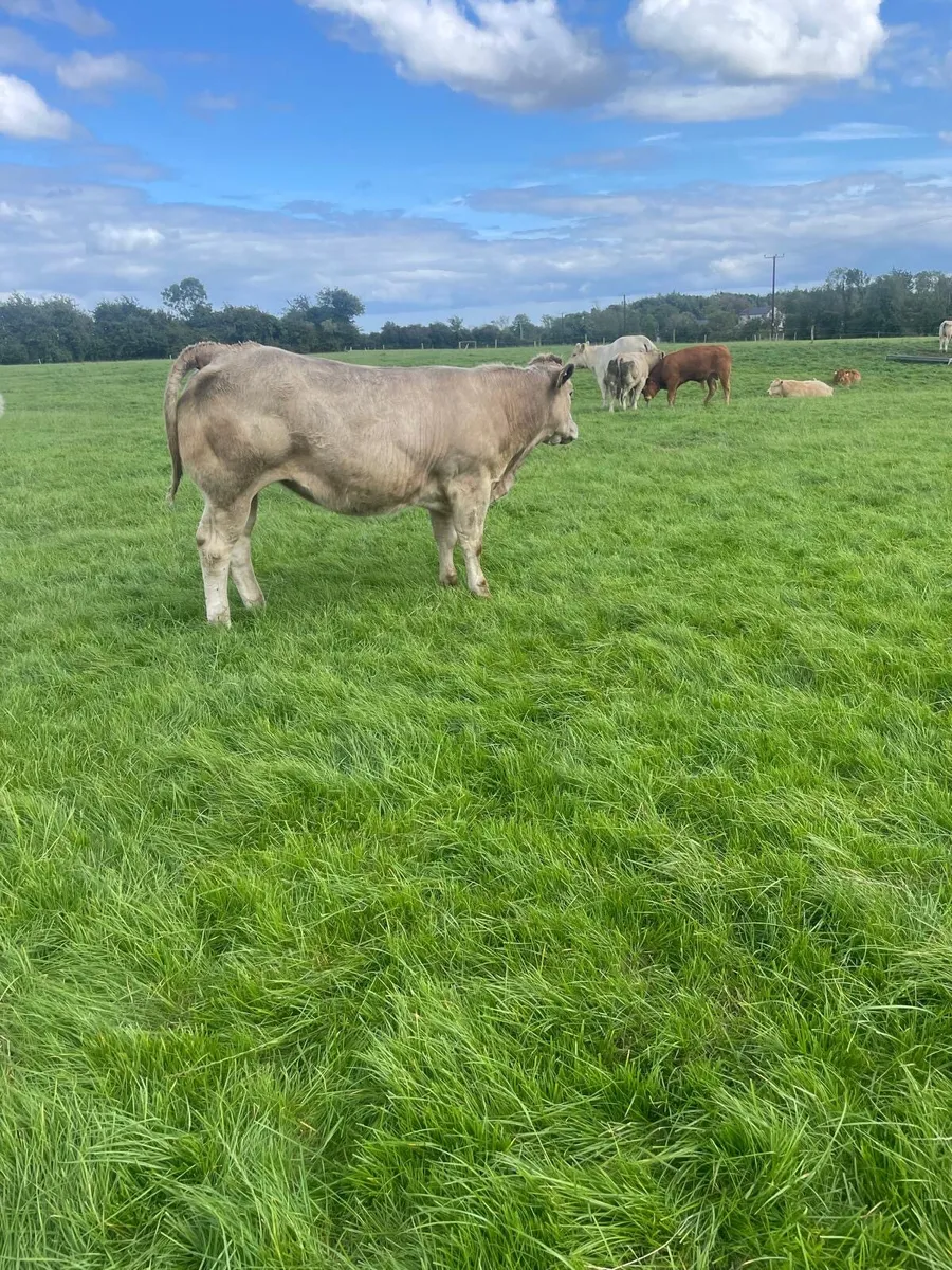 Belgian blue cross heifer - Image 3