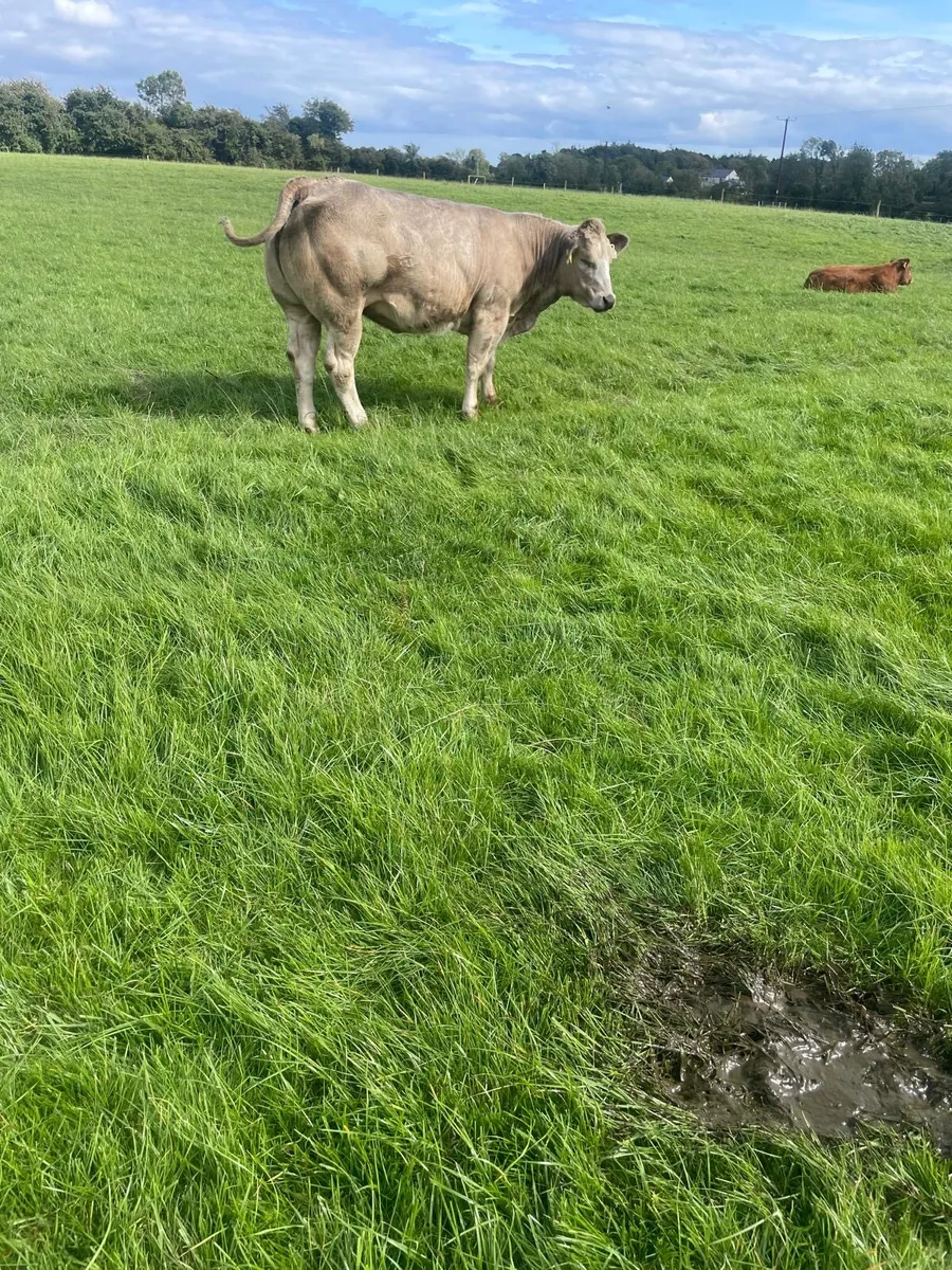 Belgian blue cross heifer - Image 4