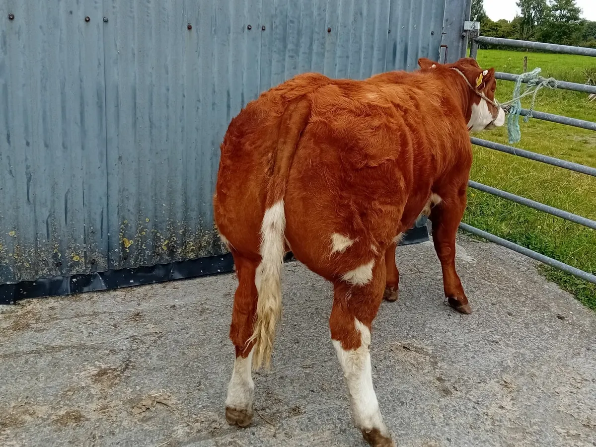 Show Heifer Gort mart 14th August - Image 2