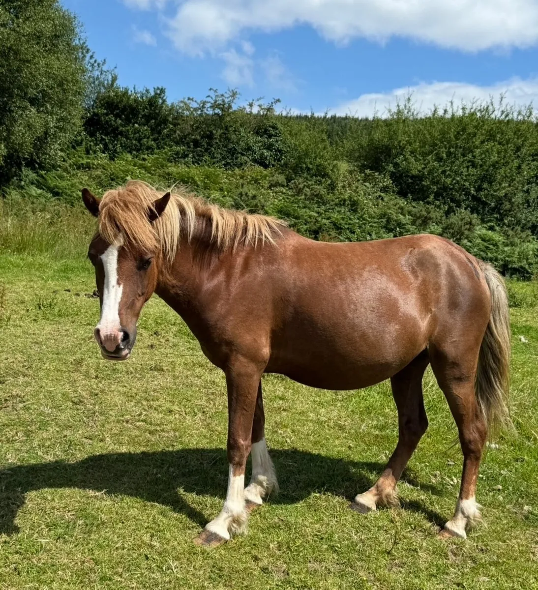 Stunning Kerry Bog pony mare - Image 1